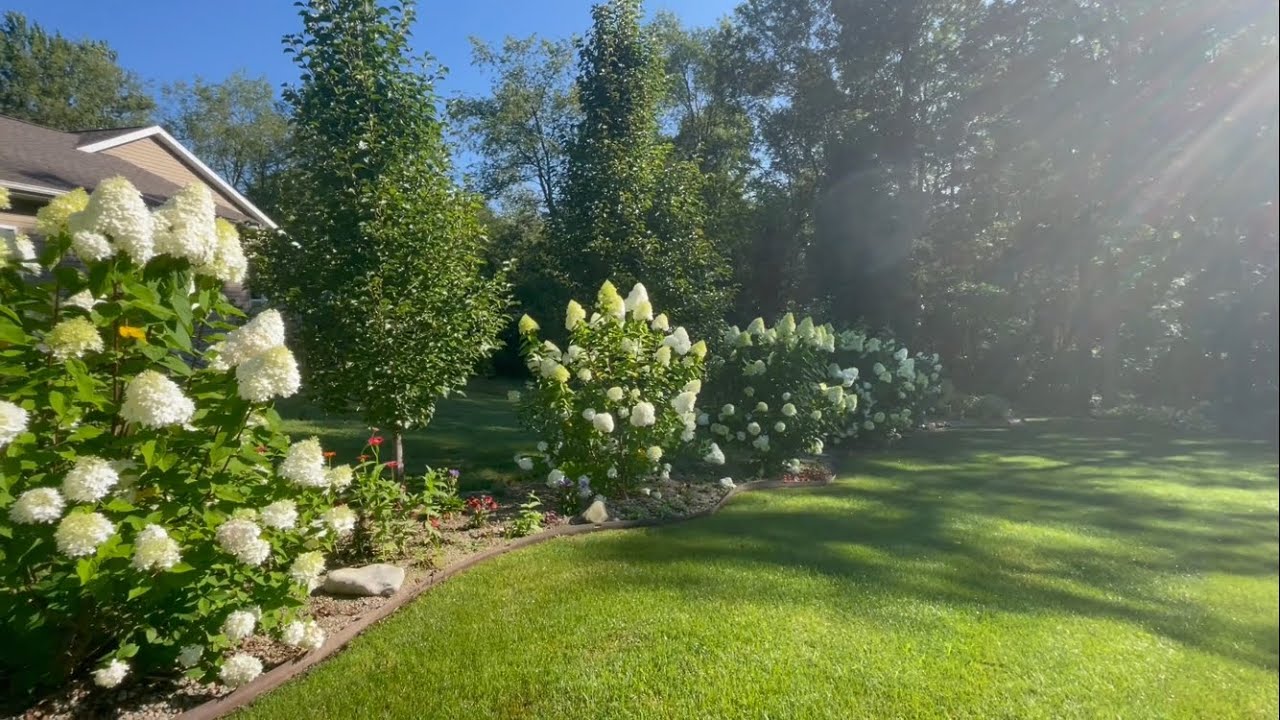 Hydrangea Tour In My Garden: Walking and Chatting Through the Garden In Early August!