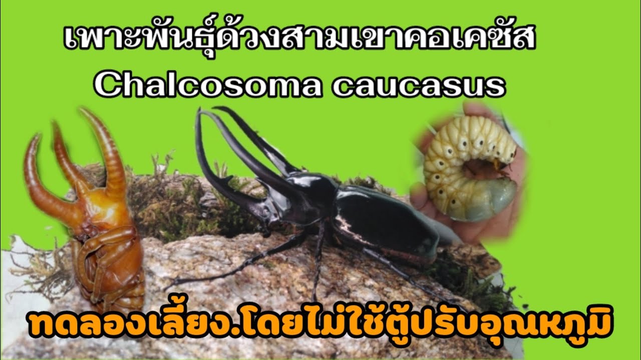 เพาะพันธุ์​ด้วงสามเขาคอเคซัสChalcosoma caucasus#หลอดไฟเปิดล่อแมลงML 250w Philipsหน้าจอกดเลือกชื้อเลย