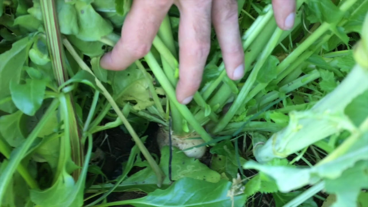 raccogliere cime di rapa -Tutorial