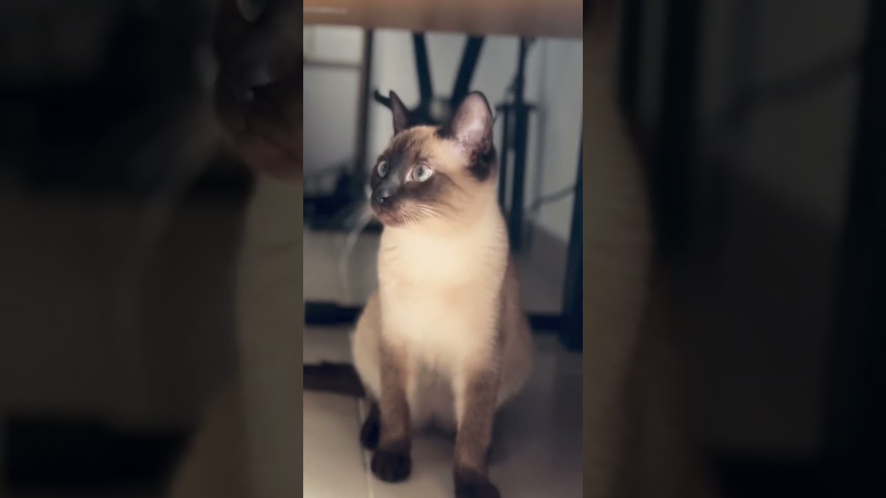 She is bored looking for something to play 🤪 #cat #siam #cute #like #subscribe