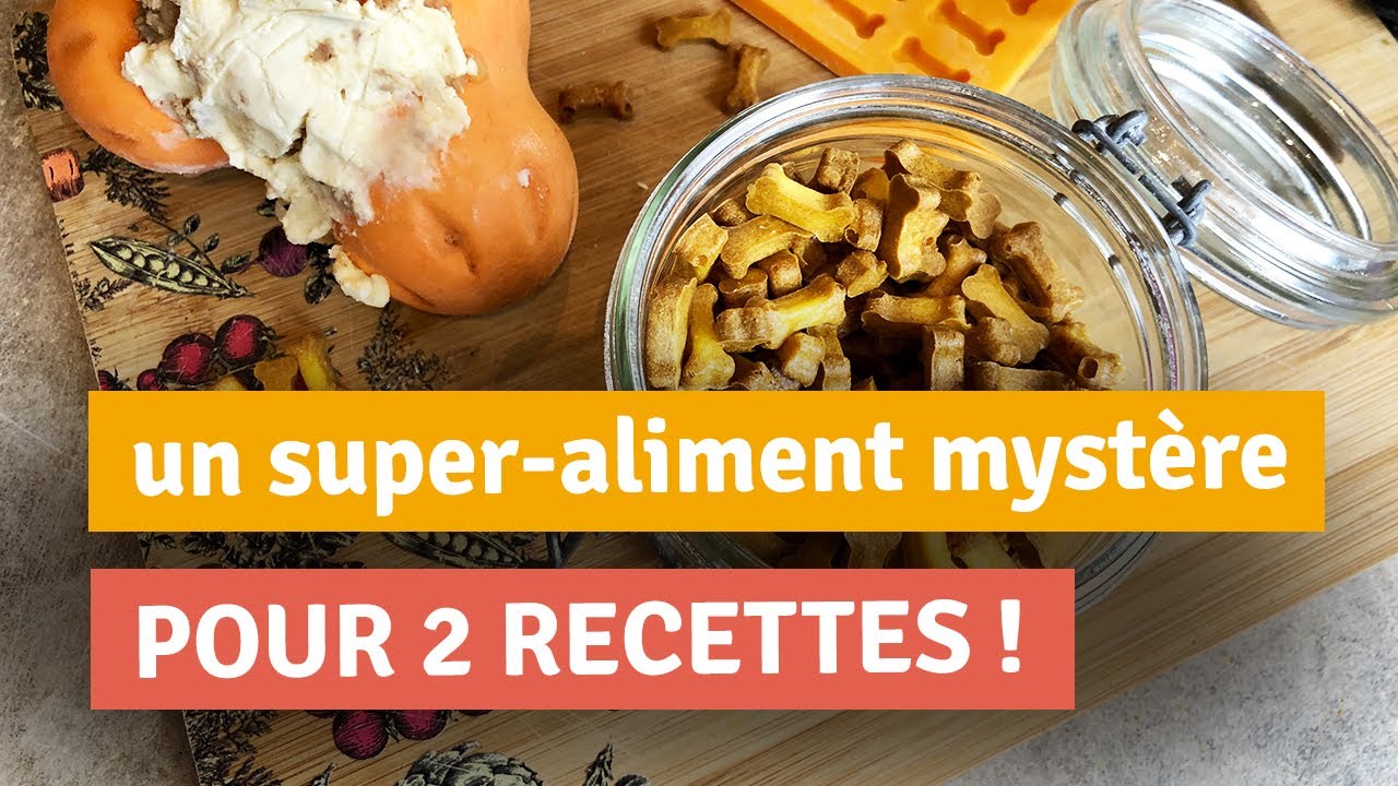 DEUX RECETTES FACILES POUR CHIEN : KONG GARNI & FRIANDISES SANTÉ !