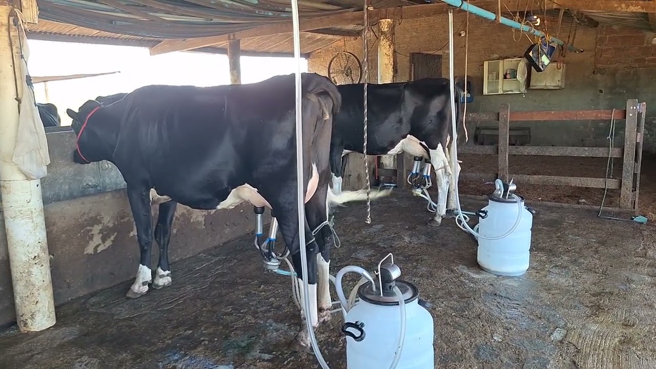 OFERTA DE DUAS NOVILHAS 3/4 COM 3O KILOS.LOC.CARUARU-PE.PREÇO 20 MIL AS DUAS.WHATS.81999166314. 