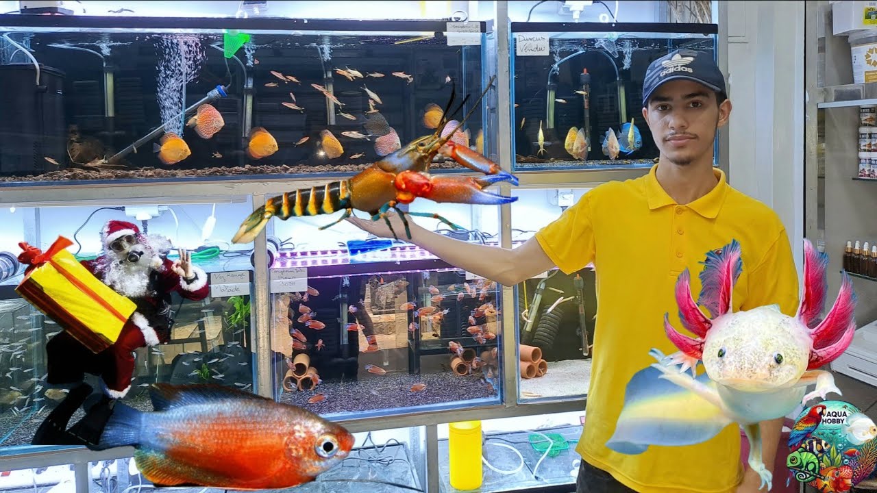 جديد 🐋سمكة عندها ارجل او جن البحر  🧚‍♀️اسماك اول مرا بالمغرب 🇲🇦 اندر أنواع عند محل اكوا هوبي بسوق