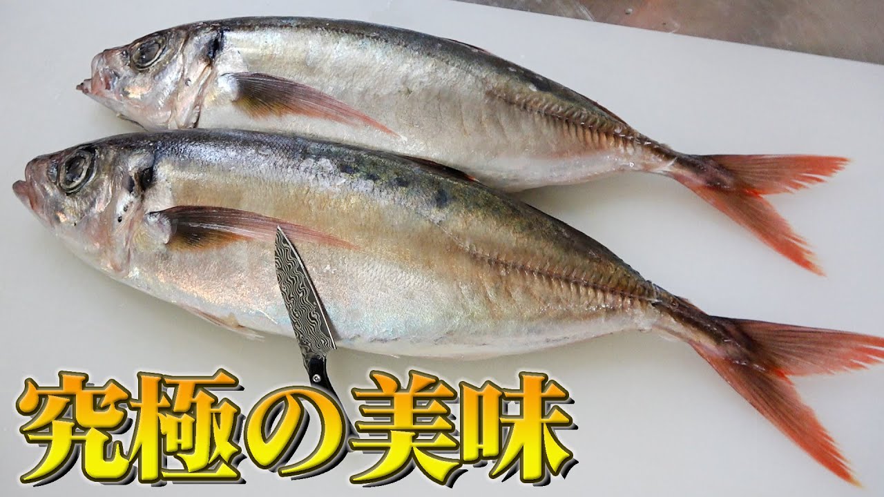 【究極】アジ界トップクラスの美味さ！アカアジを捌いてお寿司にしてみました【おじ寿司】開店！