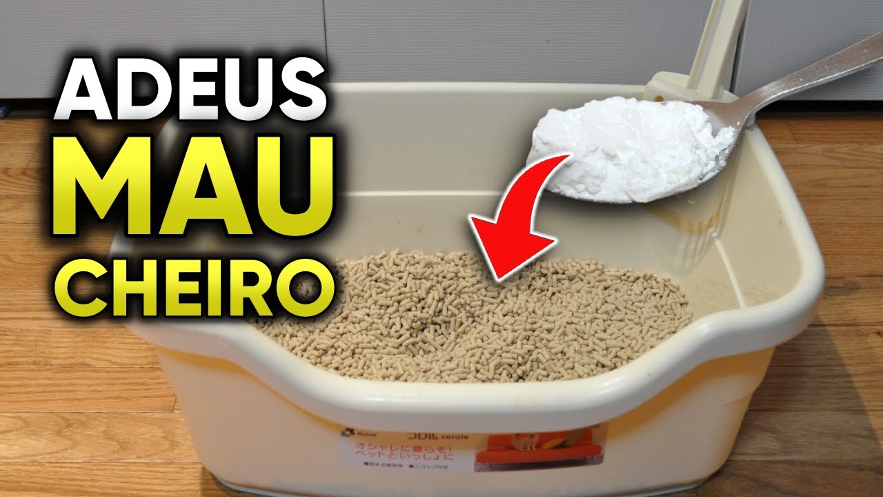 Como ELIMINAR o Mau Cheiro na Caixa de Areia do seu Gato