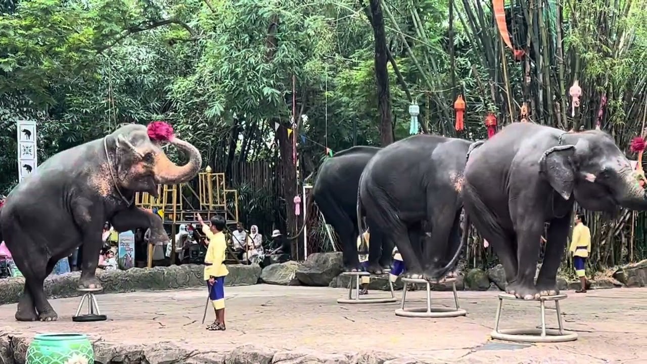 Hatthi le drawing gareko dammi lagyo malai