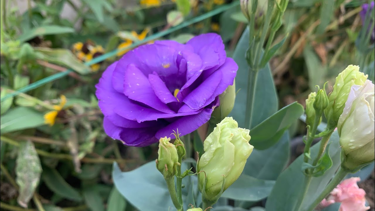 207-How to grow and care Lisianthus flowers/summer flower#gardening #