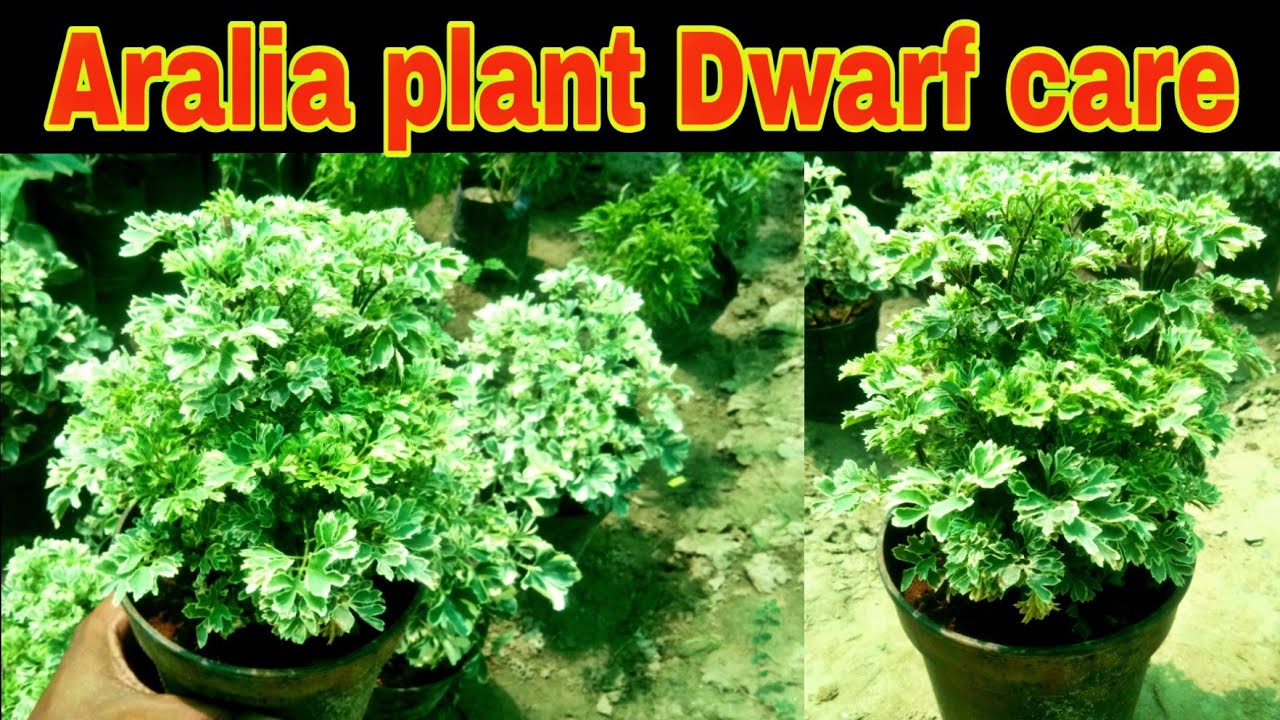 Aralia plant dwarf care tips, ornamental plant care , plant for bignner in hindi