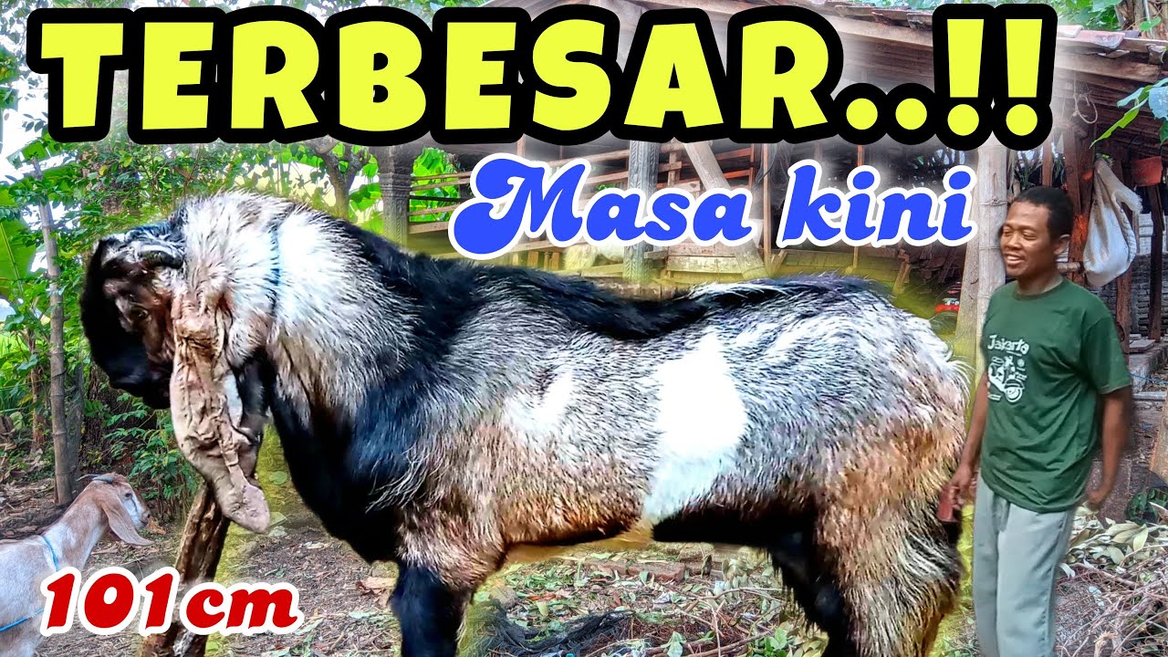 KAMBING JAWA RANDU SUPER JUMBO..! KAMBING TERBESAR