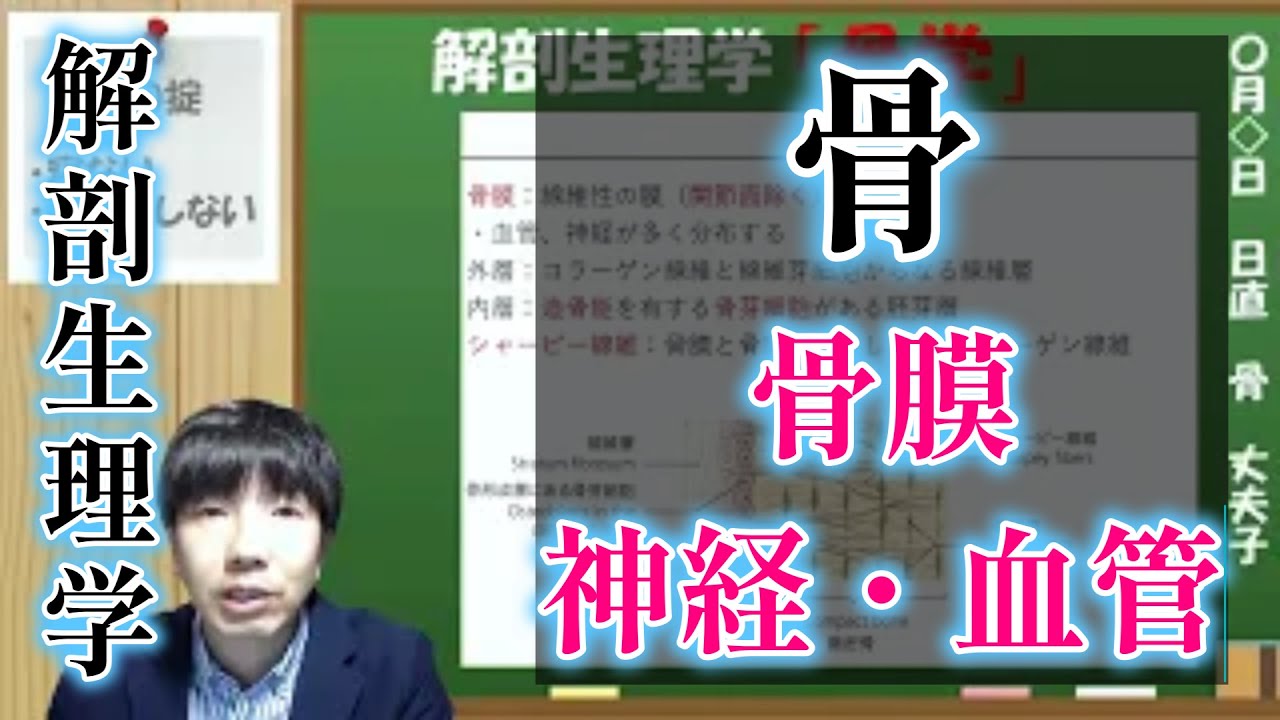 【骨膜・骨の血管・神経】解剖学・形態機能学