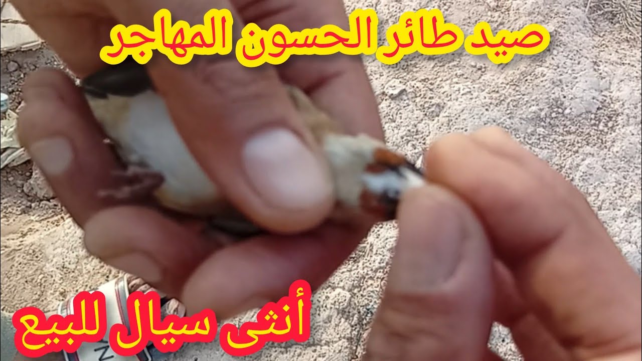صيد طائر الحسون المهاجر تم صيد أنثى سيال للبيع تحياتي لجميع المتابعين الأوفياء فرجة ممتعة ❤️💯