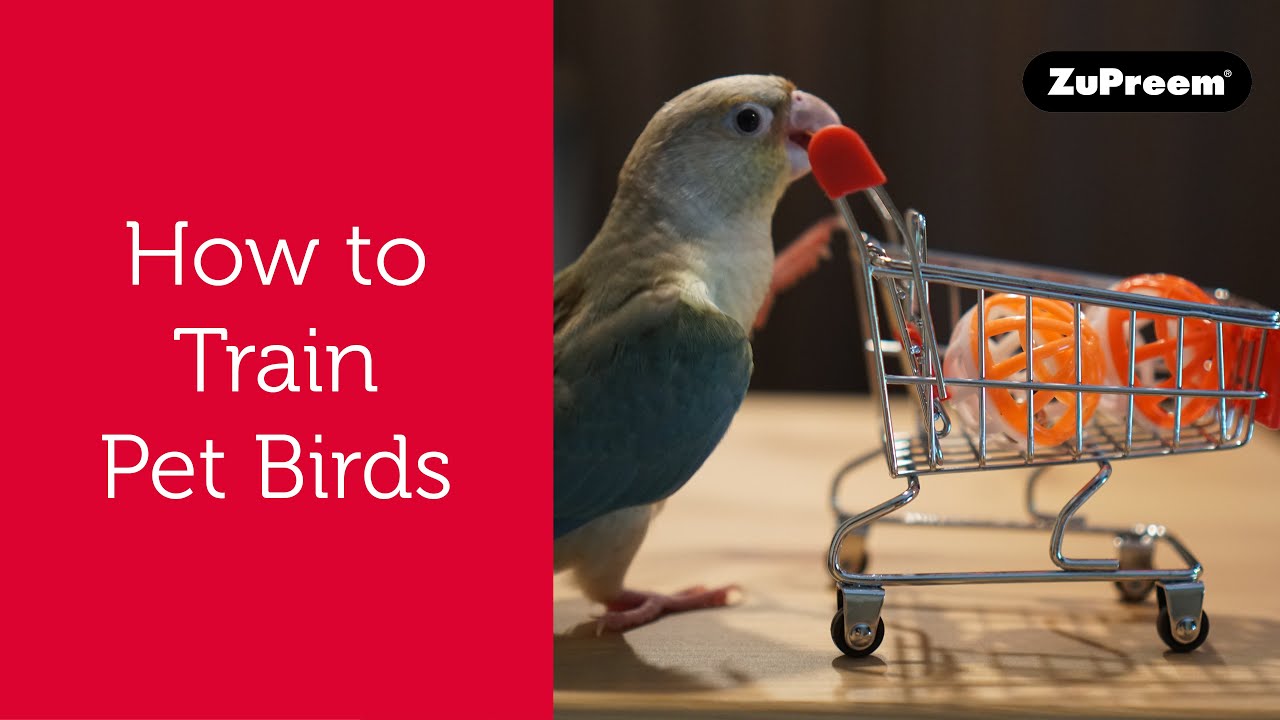 How to Train Pet Birds | Tips for Bird Owners