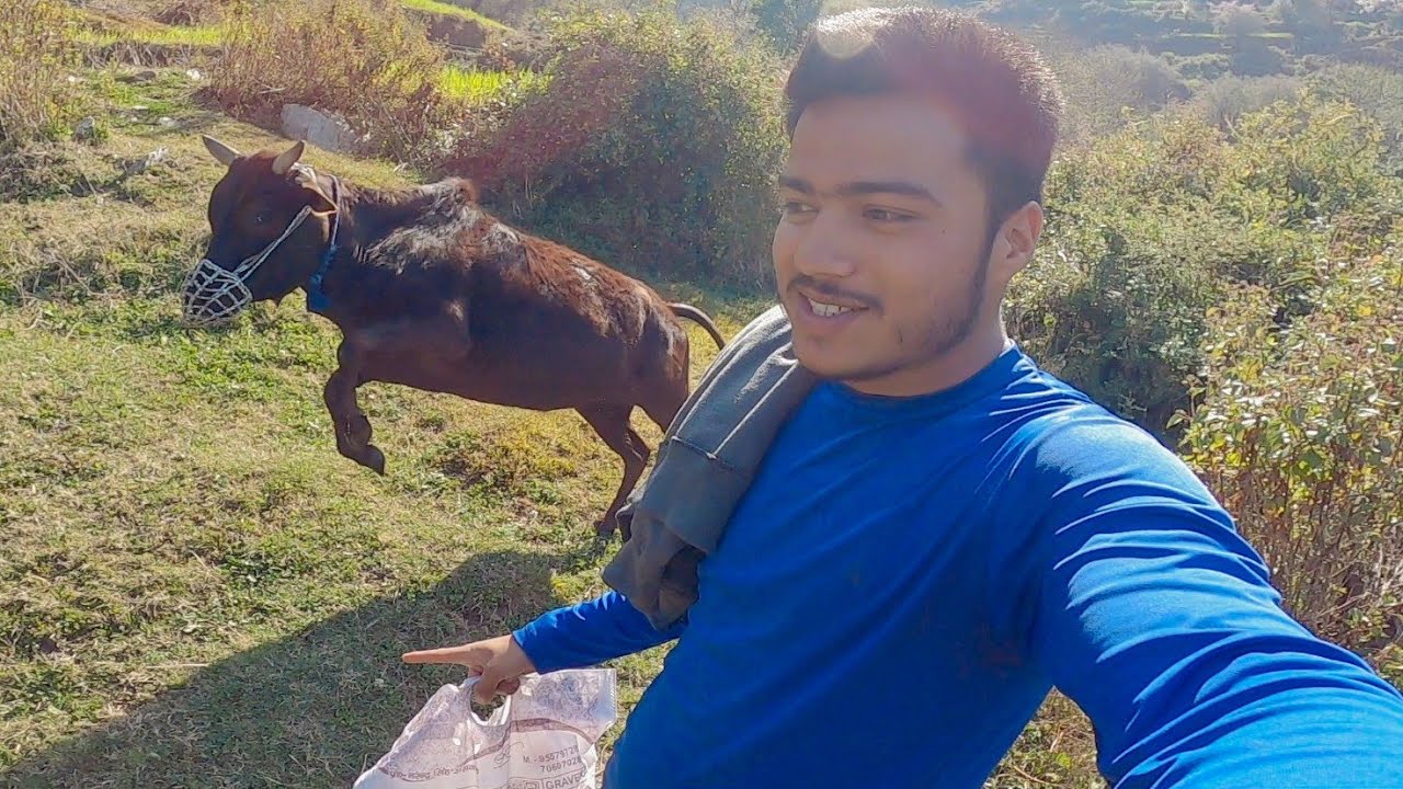 आज तो बैल ही भाग गया || Pahadi Lifestyle || Namaste Pahad || Ashutosh Negi
