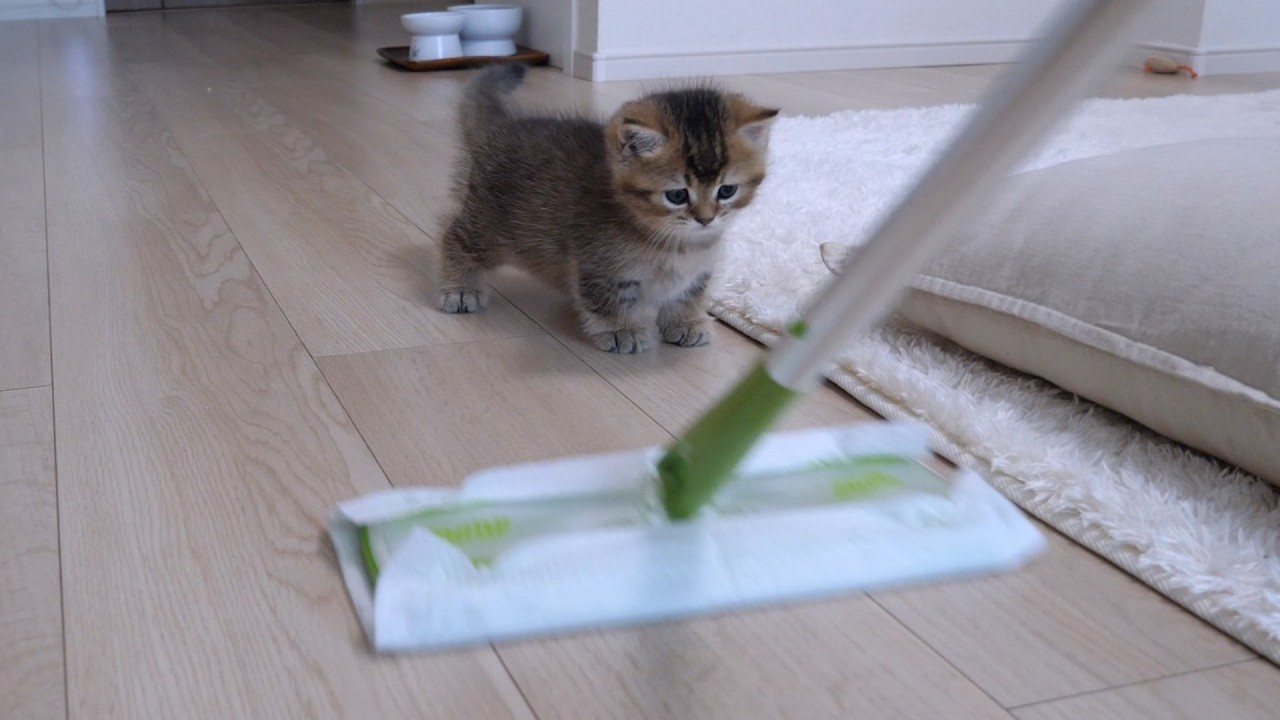 The curious kitten Charo is very interested in the floor wiper!