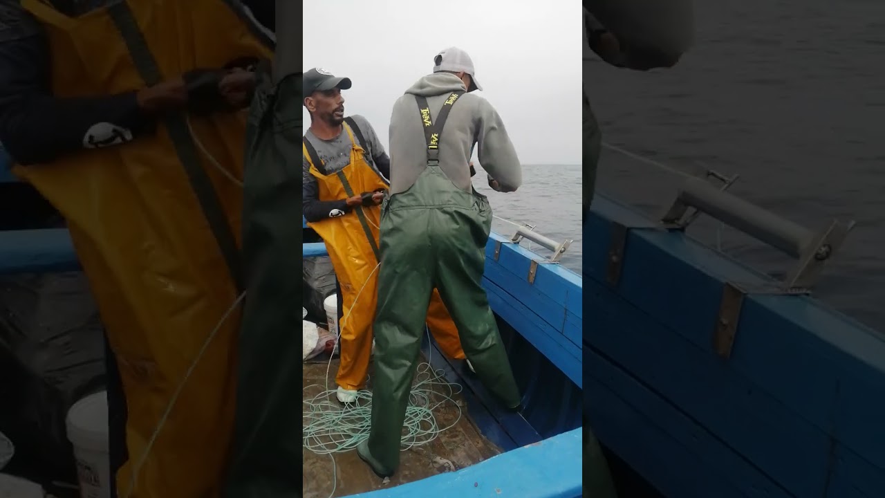 طريقة صيد الأخطبوط التقليدية بتقنية الغراف