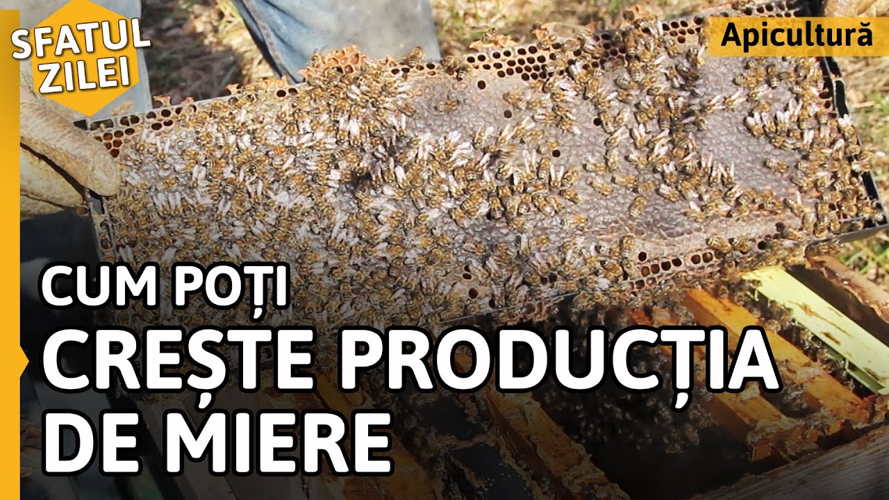 Cum poți CREȘTE PRODUCȚIA DE MIERE [Sfatul zilei]