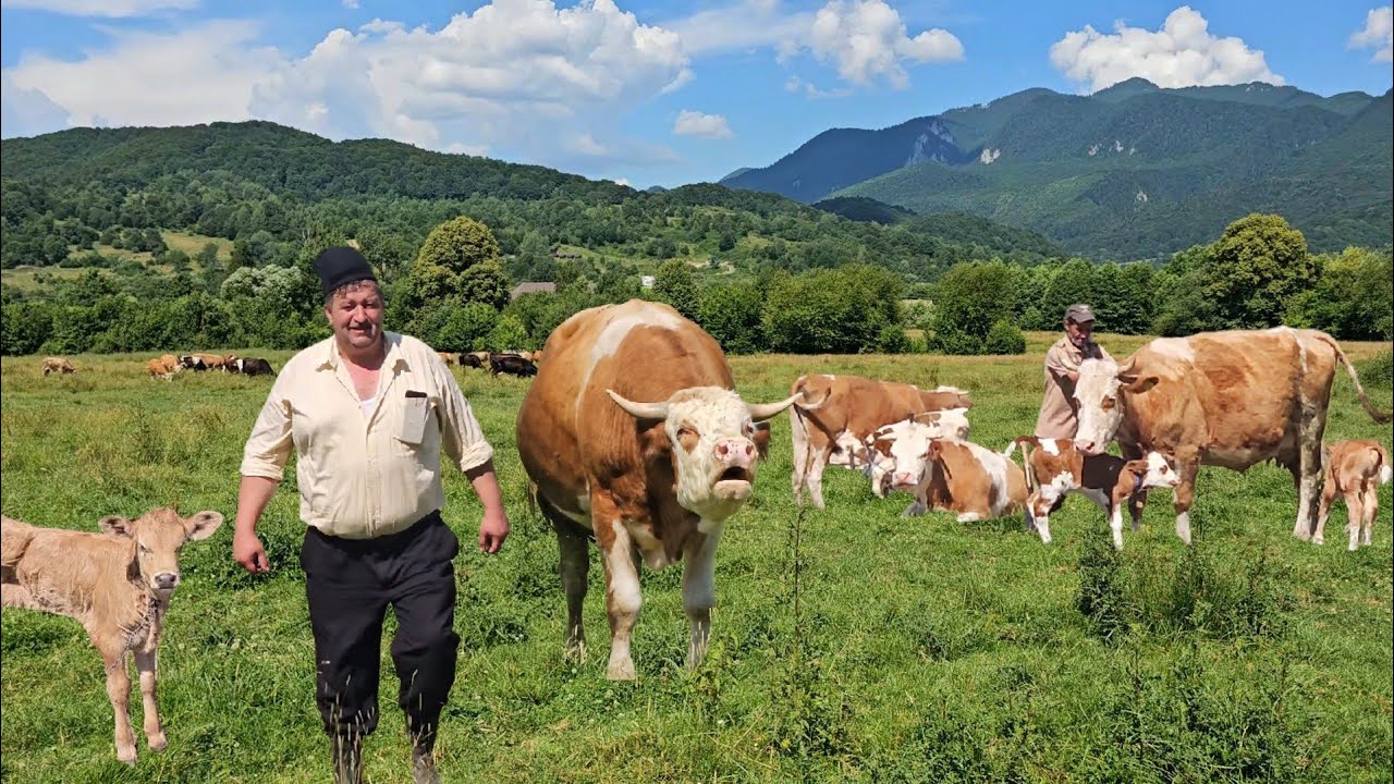 CIREADA DE VACI,VITEI SI UN TAUR PERICULOS LA STANA DIN BUCEGI A LUI CORNEL CHITU.