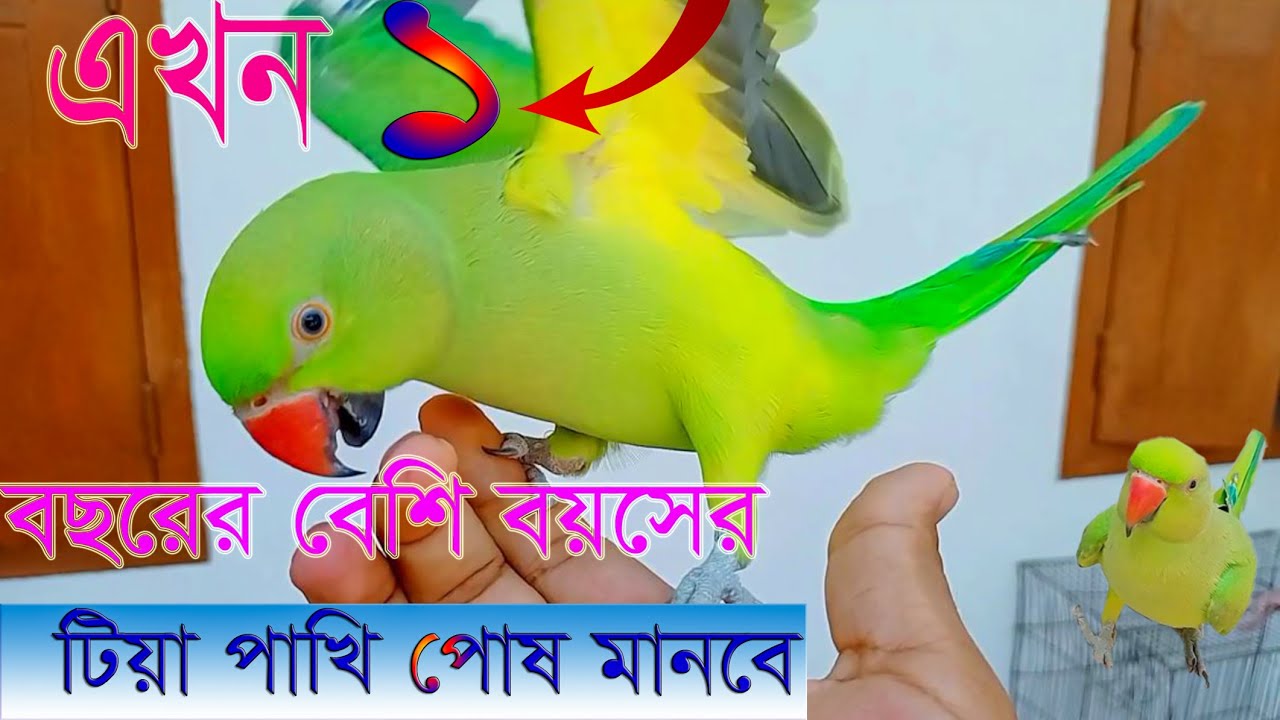 এক থেকে দেড় বছরের বেশি বয়সের  কোন টিয়া পাখি গুলো পোষ মানবে? বড় টিয়া পাখি পোষ মানানোর উপায়।