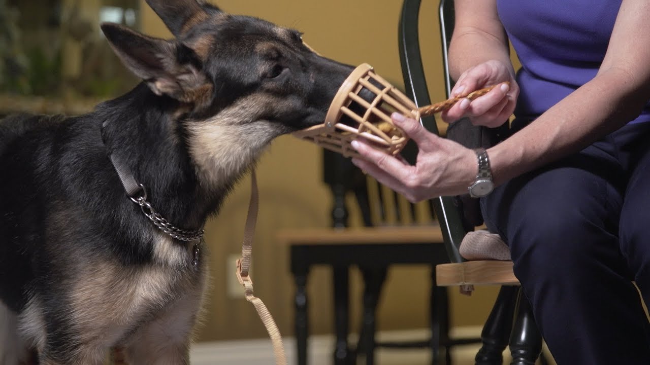 Basket Muzzle Training - Flash class