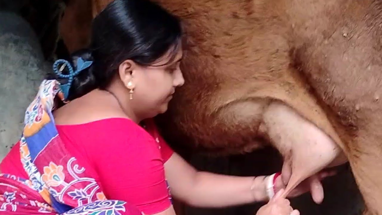Family cow milking process video #cowmilkingvideo #villagelife #dailyvlog #jayashreedas2018  