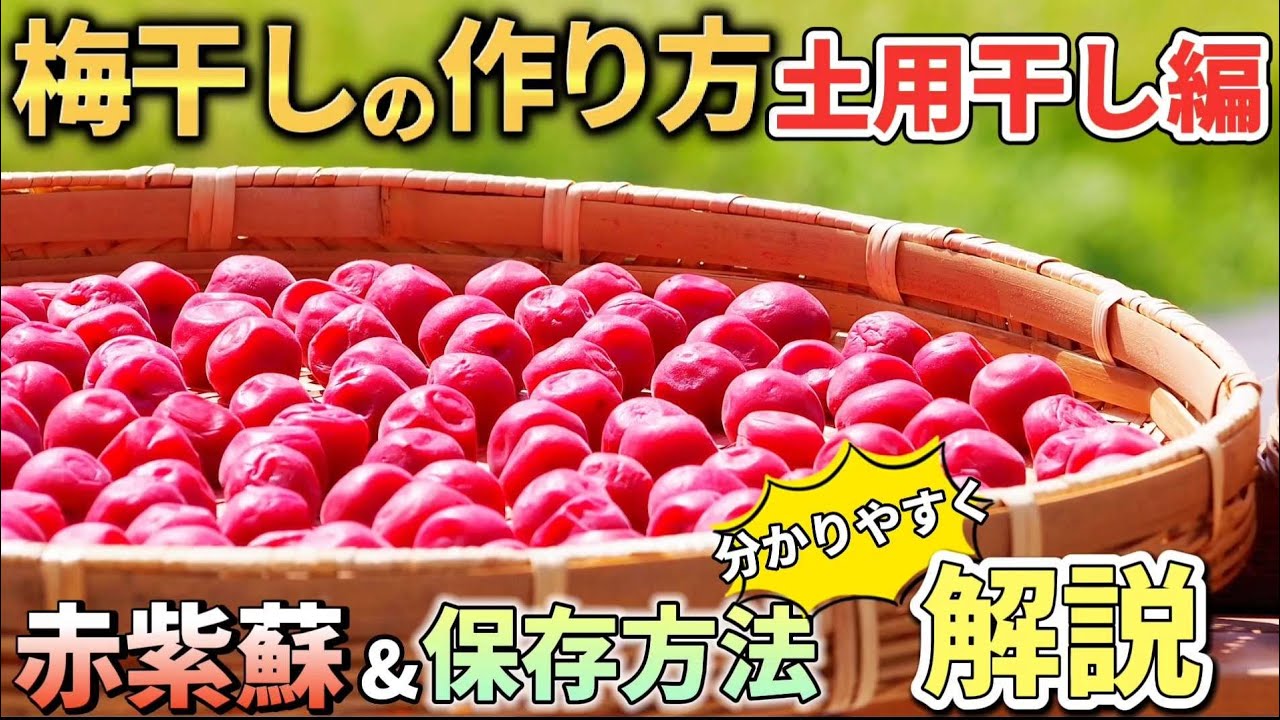 梅干しの作り方/土用干し編。失敗しない方法や保存方法、赤紫蘇について徹底解説