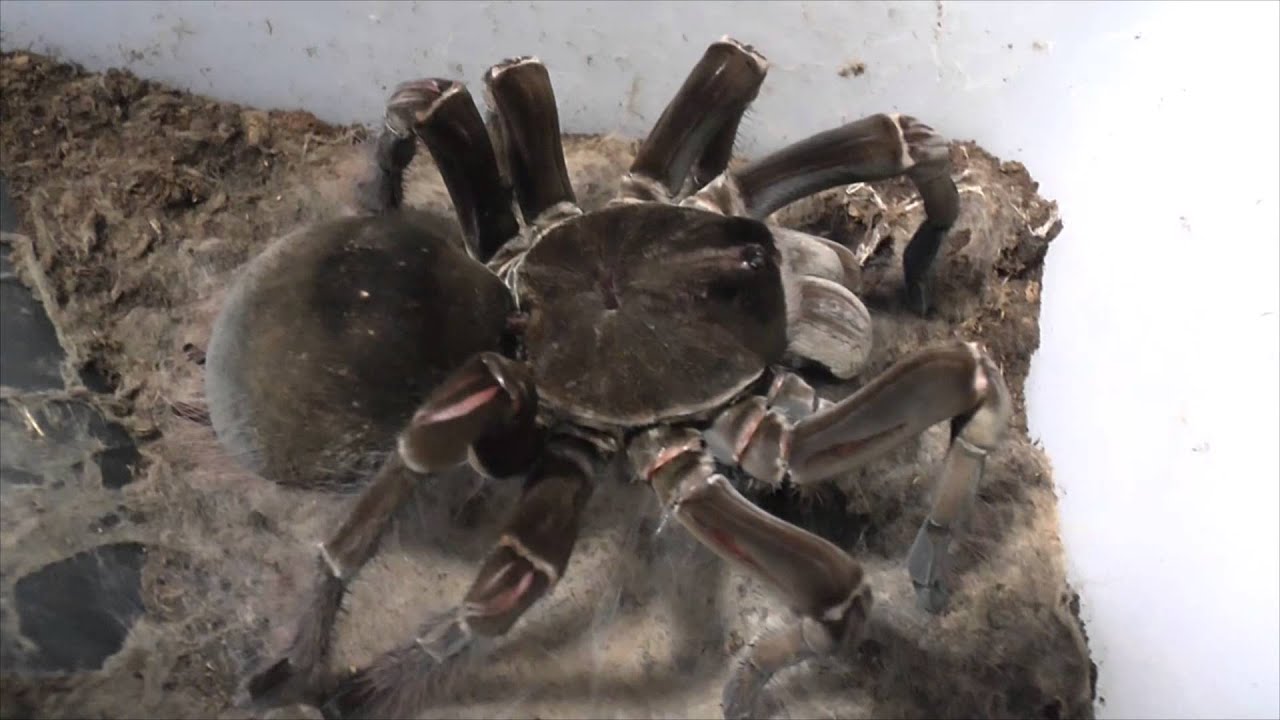 Tarantula feeding video 4