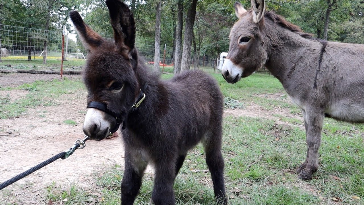 Halter Breaking Our Baby Miniature Donkey