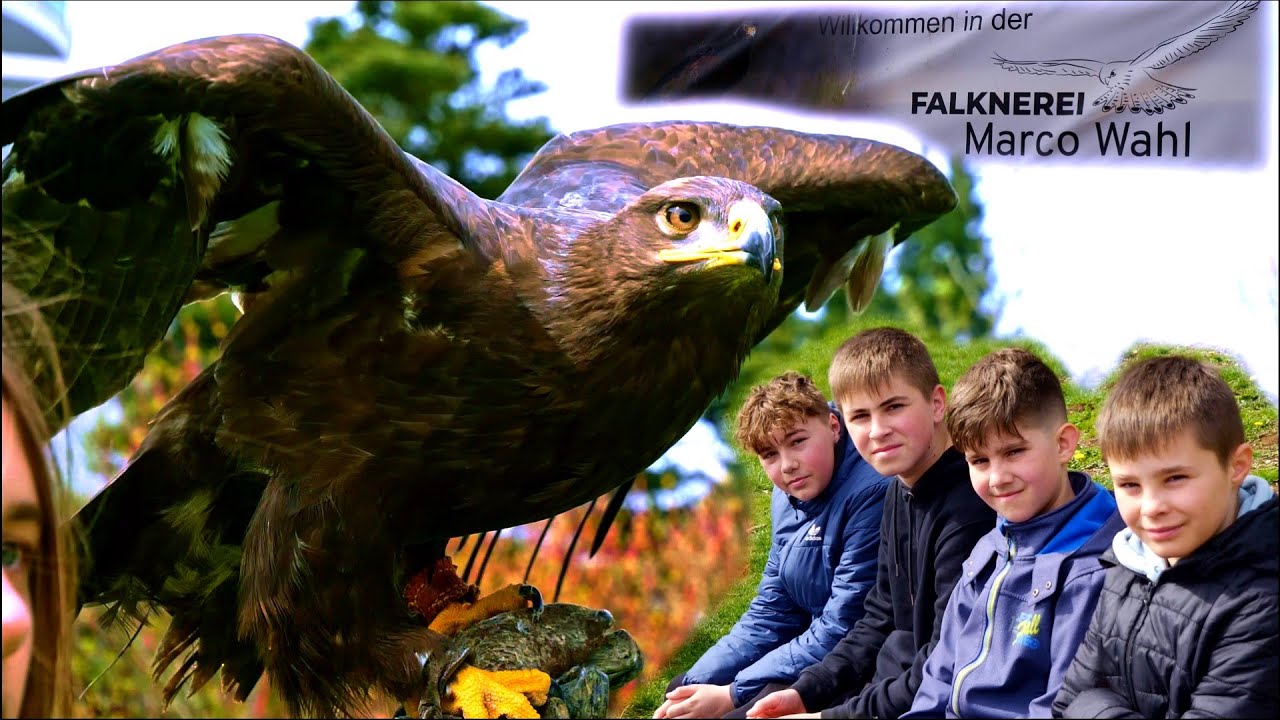 Greifvogel Flugshow in der Falknerei Marco Wahl |Bad Marienberg |Falken, Adler, Uhu, Schnee-Eule
