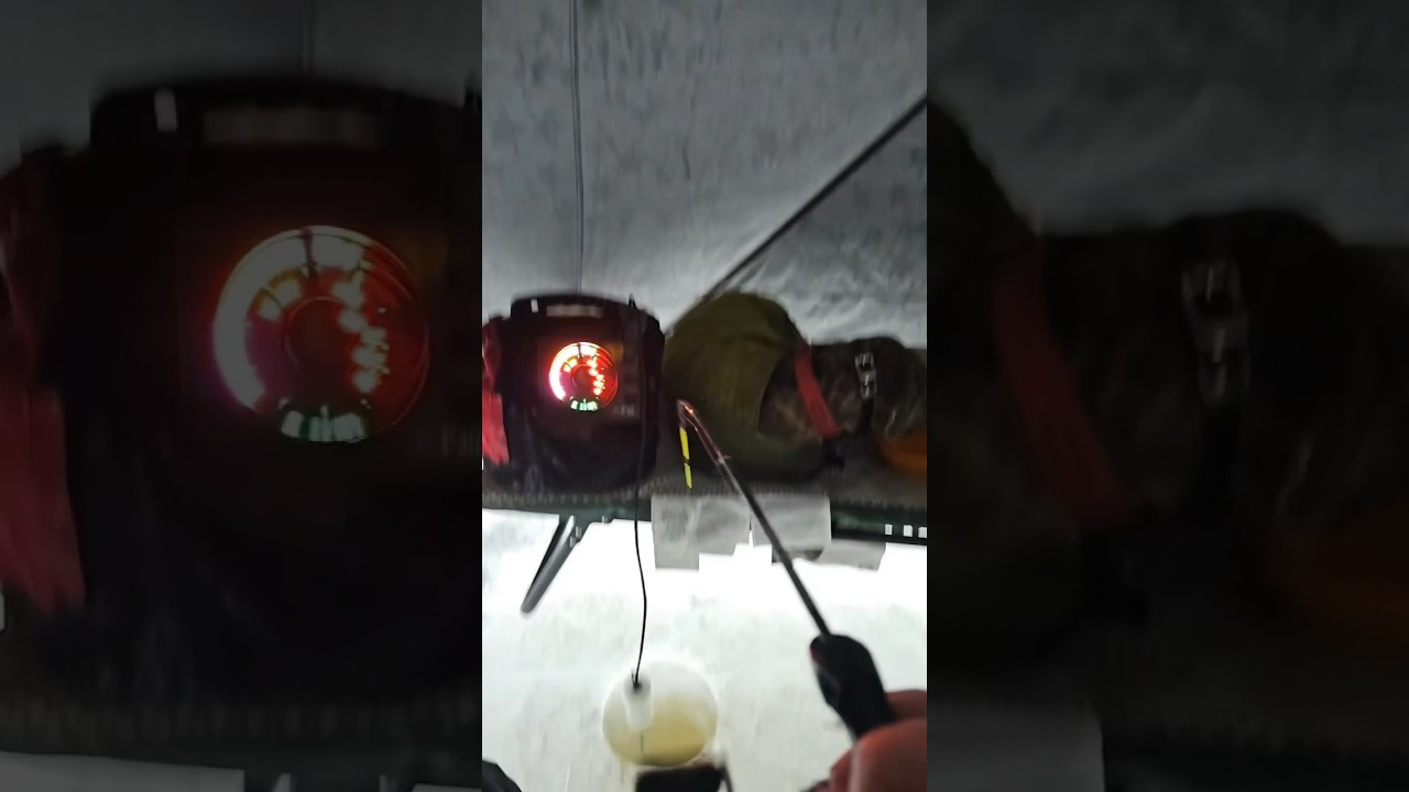 🐯TANKER PERCH🎥HT Pro Staffer Brian Clemen 🧊🐟🎣 #htenterprises #icefishing #htent #perch #fishing