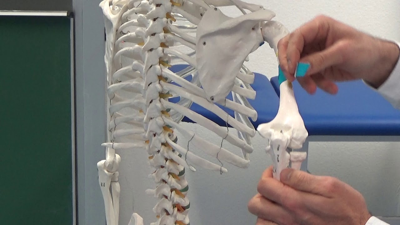 Oberarmmuskeln - m.triceps brachii