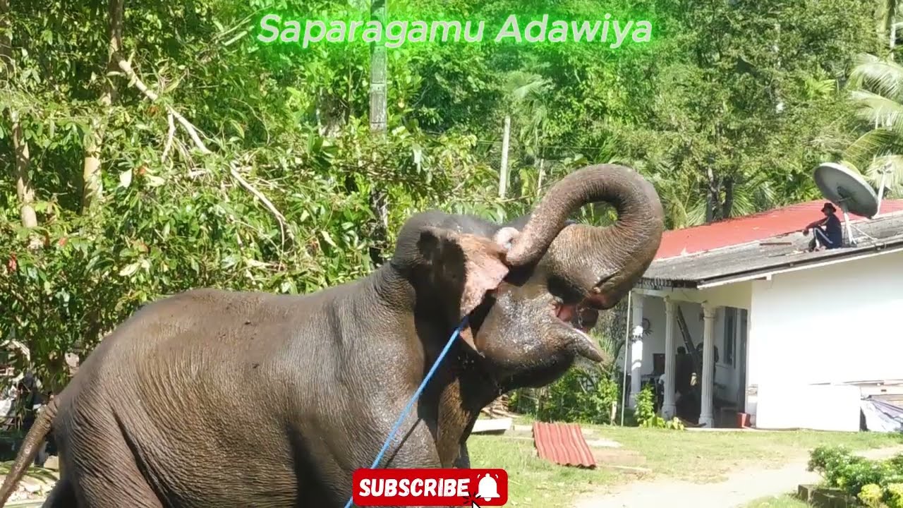 මදකිපුනු සමන් දේවාලයේ taniya තනියම කරගන්න දේ දැක්කොත් ඔබ පුදුම වේවි|The Sacred Tamed Elephant .