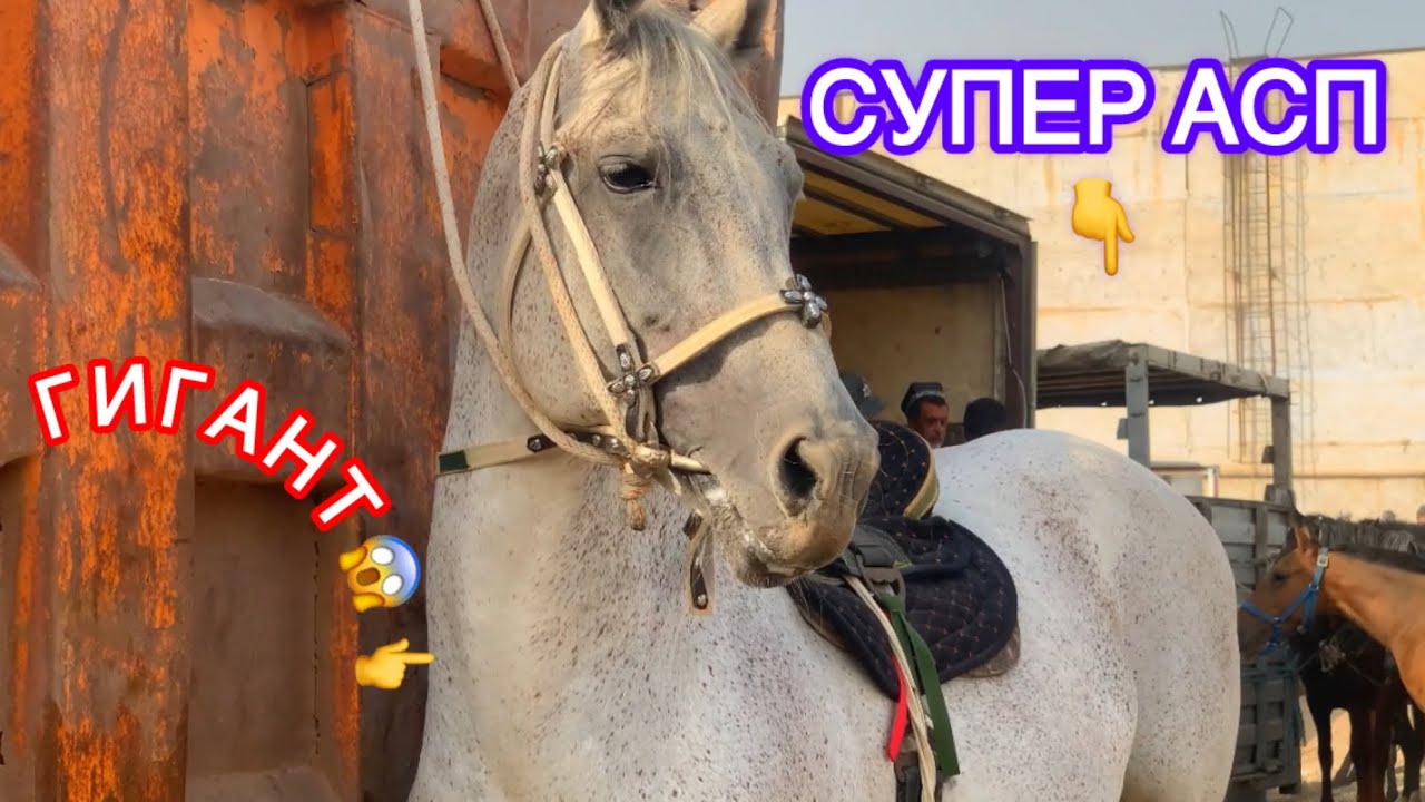 Супер аспи фуруши.📣ФУРУХТА ШУД📣