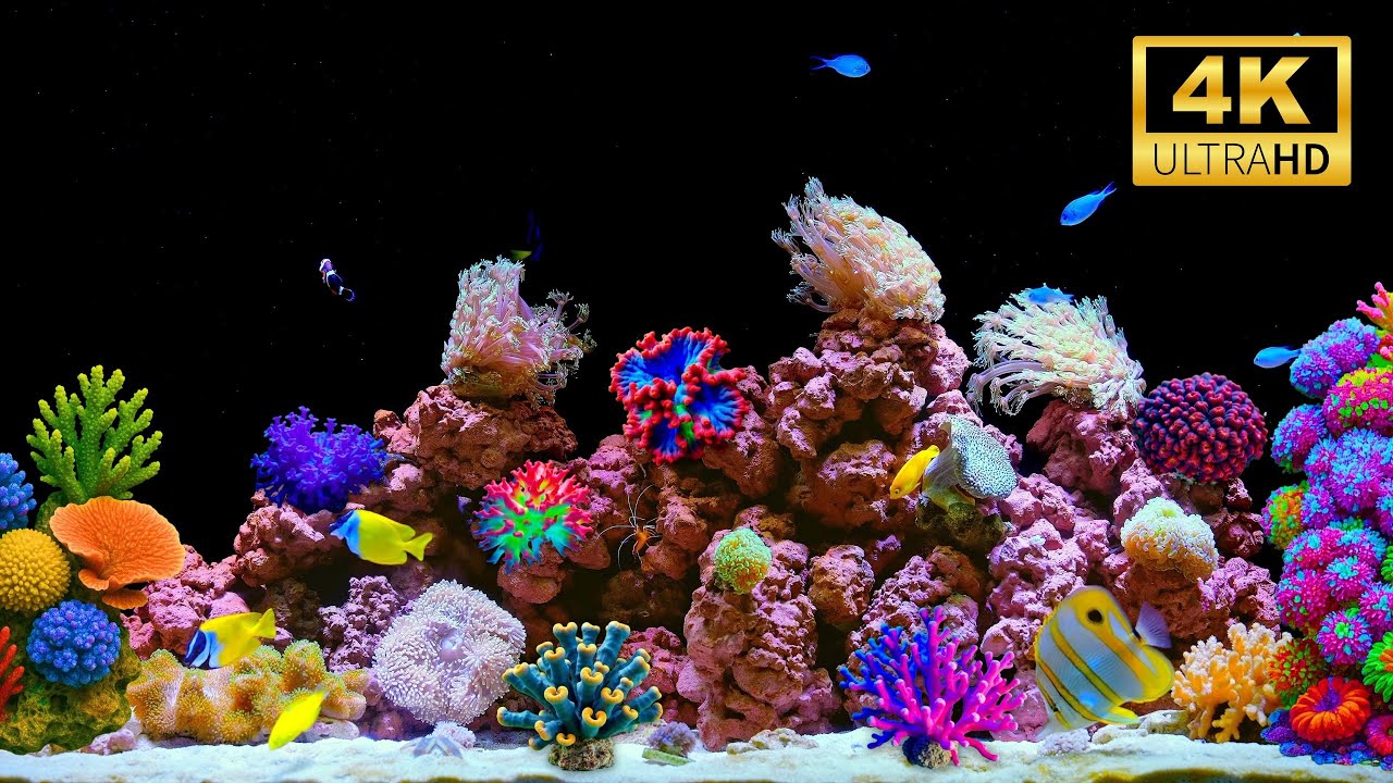 🧘&zwj;♂️ Cozy Aquarium for 12 Hours | Flowing Water & Graceful Fish in 4K