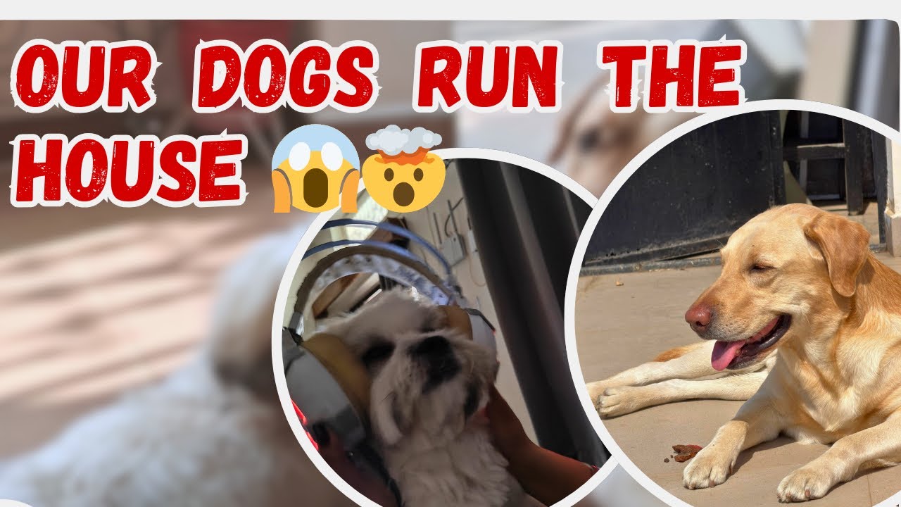 POV Our Dogs Dramatic Daily Routine| Dogs For Life| Dog Morning and Night Routines| Puppy Morning