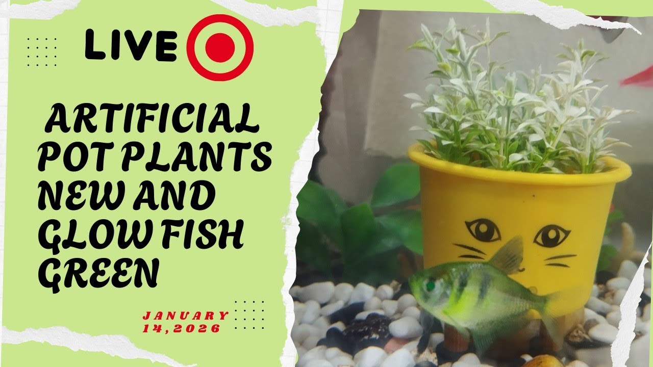 Ideas Ko Tv Live 109 Artificial pot plants new & glow fish green January 14,2026 #live2026  #fishnew