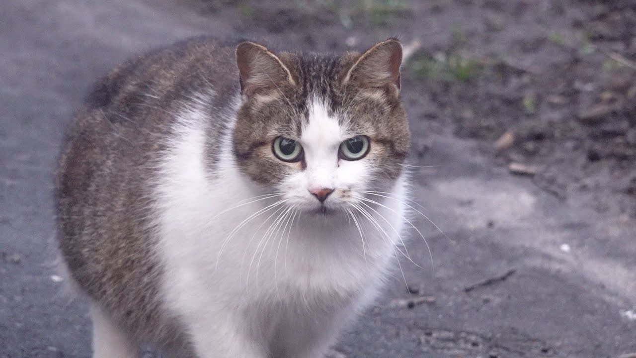 The cat is looking at me with an evil stare