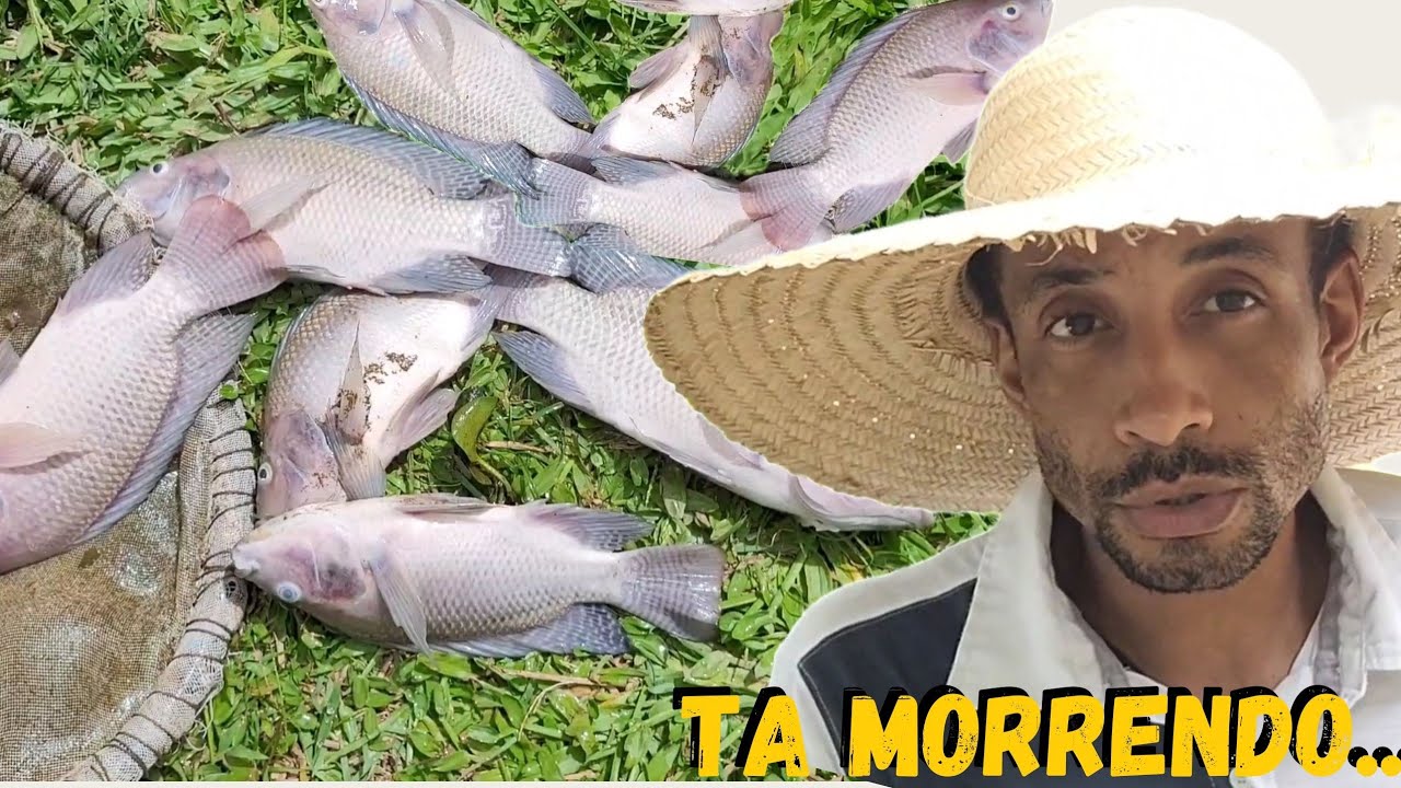 Decidi vender todas as TILAPIAS do meu Lago... 