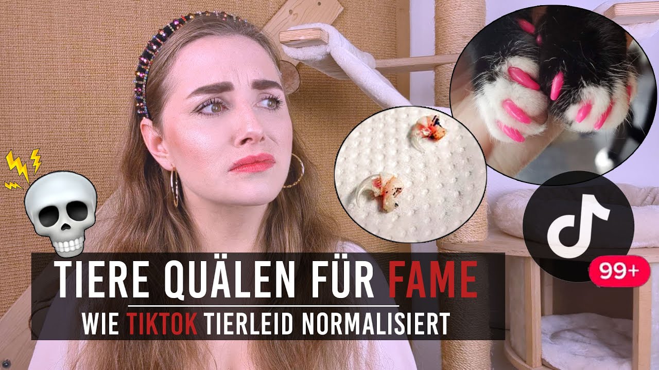 Horror Katzen Spielzeug und Amazonfails für Katzen // Wie für FAME Tierleid entsteht / Amely Rose