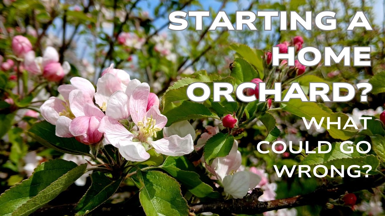 Starting a home orchard? What could go wrong?