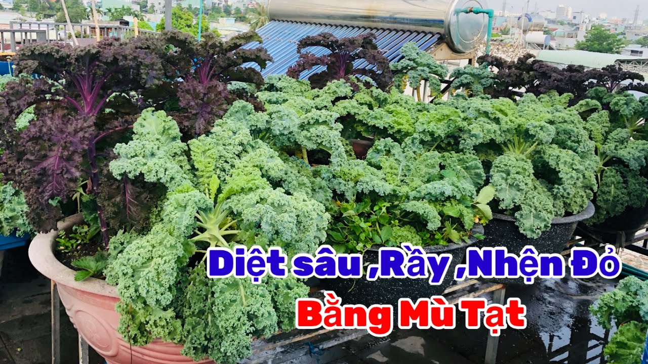 Cách trị sâu xanh ,rầy,rệp ,nhện đỏ,bọ phấn trắng