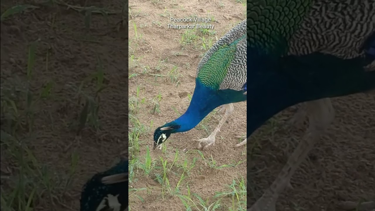 Green Thar Desert & Peacock I #peacockvillage #peacock #naturewonders #desert