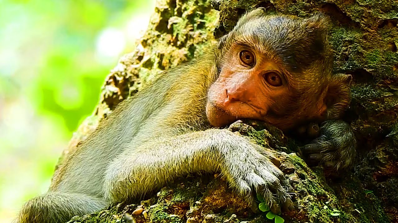 How So Poor You Are Jody! Sleeping Alone Very Upset Jody Monkey, Jane Family Monkey!