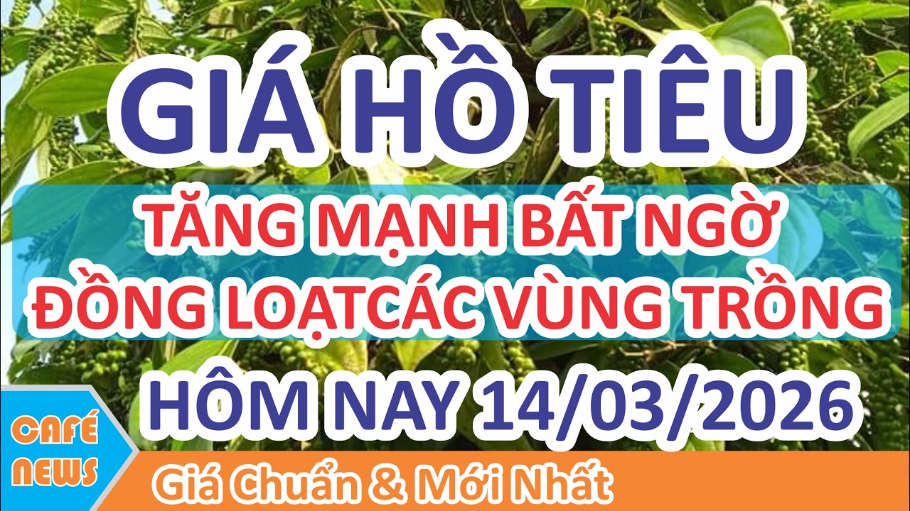 Giá hồ tiêu hôm nay ngày 14/03/2026 | Giá Tiêu Bật Tăng Mạnh Đồng Loạt Bất Ngờ