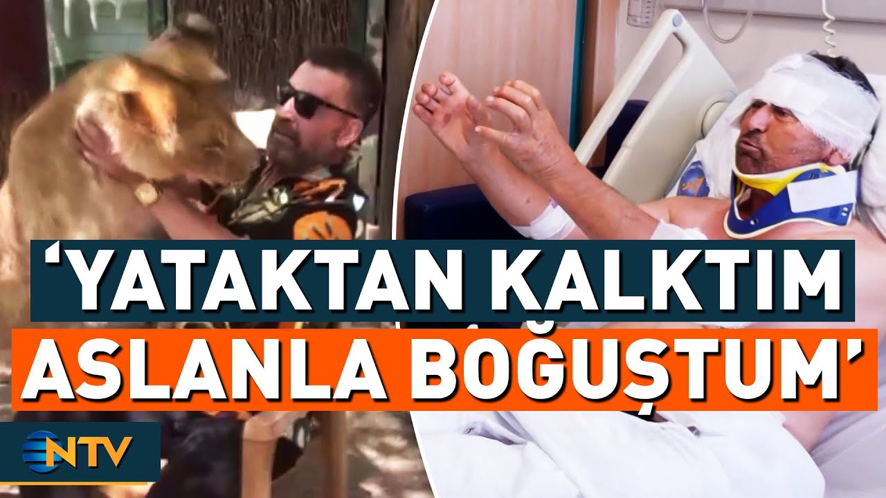 Aslan Saldırısından Böyle Kurtuldular 'Rüyamda Görsem İnanmam, Kocam Aslanla Boğuştu' | NTV