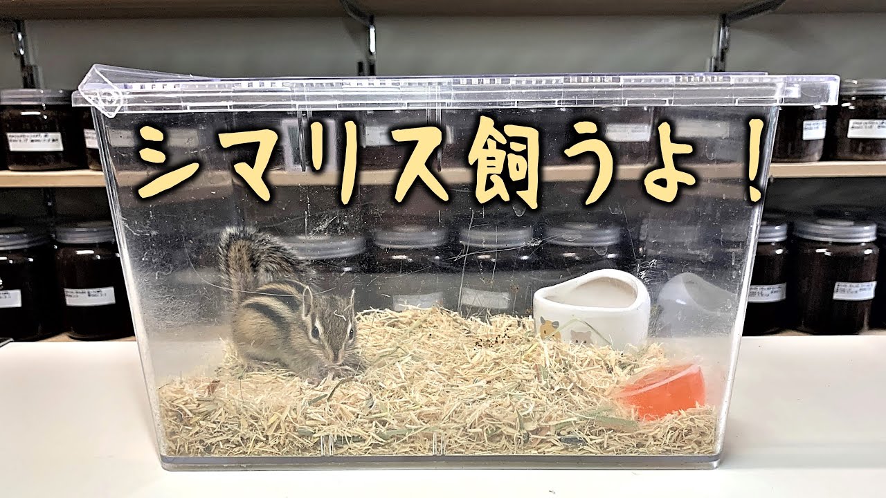 シマリスを飼い始めたところ、いきなり大変なことになりました。（くろねこチャンネル）