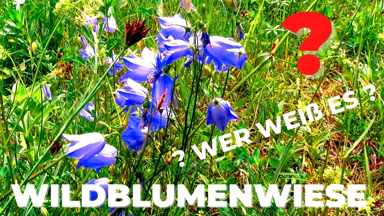 Wildblumenwiese heimische Wildblumen Herrliche Bienenweide wer kann alle Blumen bestimmen? 4k