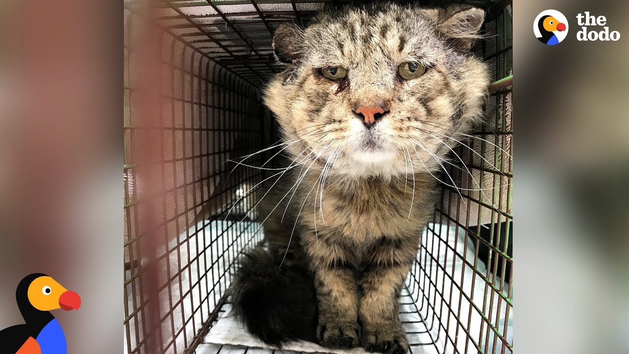 Feral Senior Cat Becomes A Total Mama's Boy - MR. BELVEDERE | The Dodo