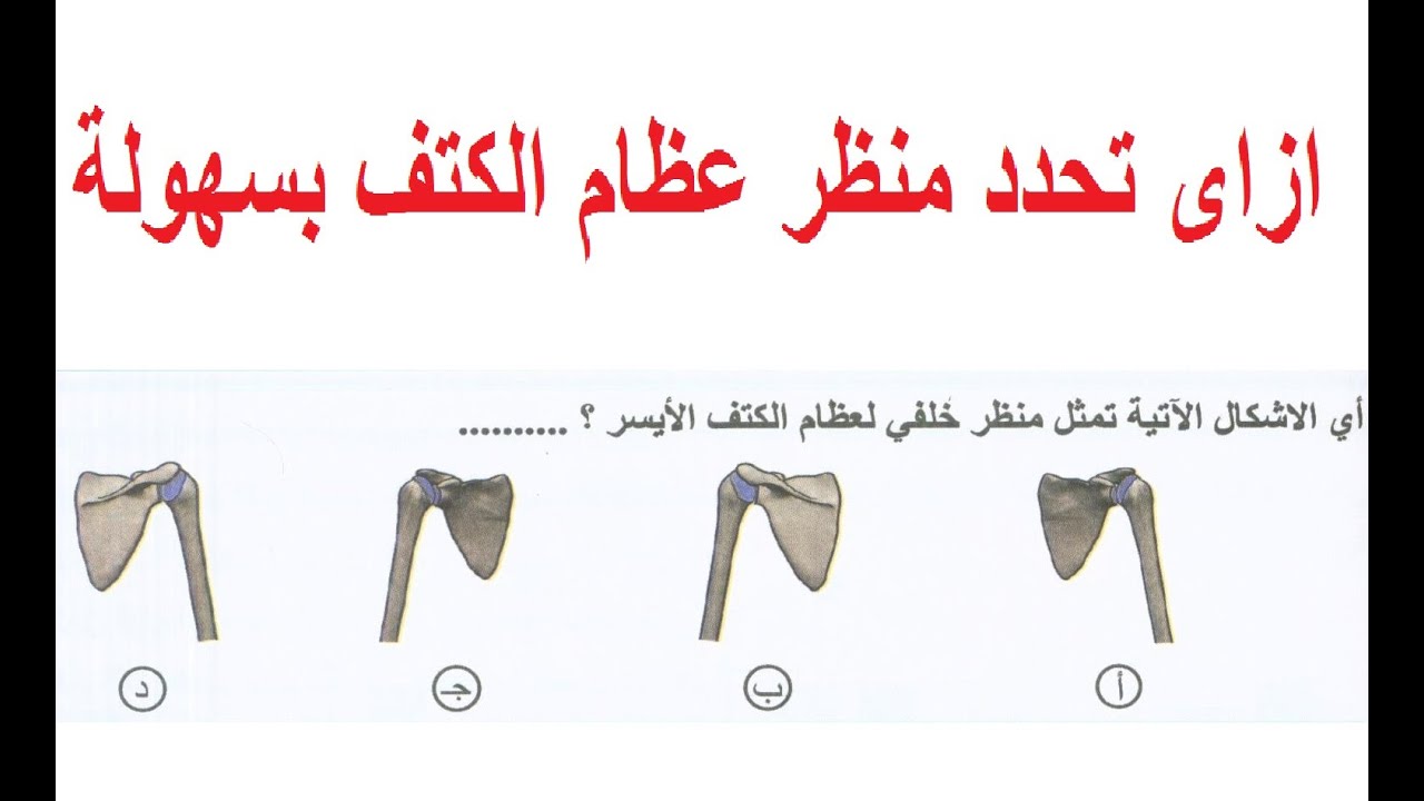 أروع فيديو ازاى تحدد نوع عظام الكتف أمامى أم خلفى وأيمن أم أيسر بسهولة #تريكات_أحياء #ثانوية_عامة