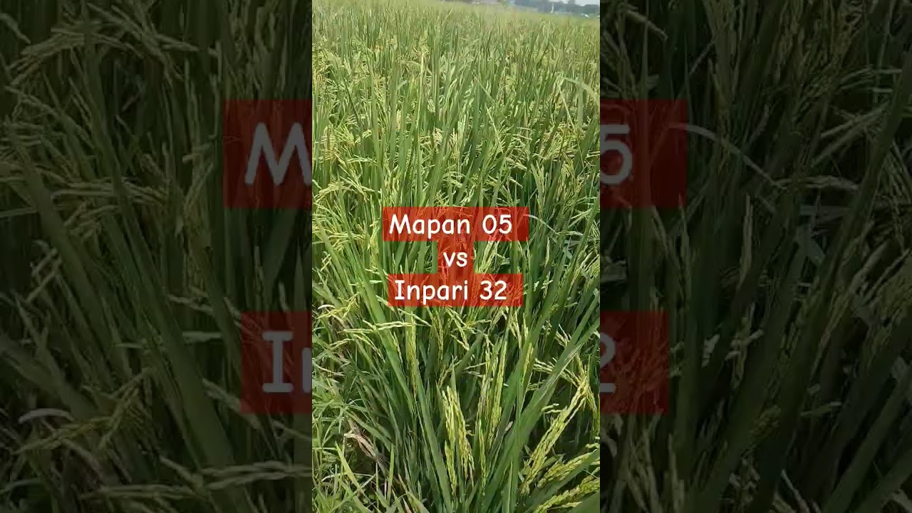 Mapan 05 vs Inpari 32