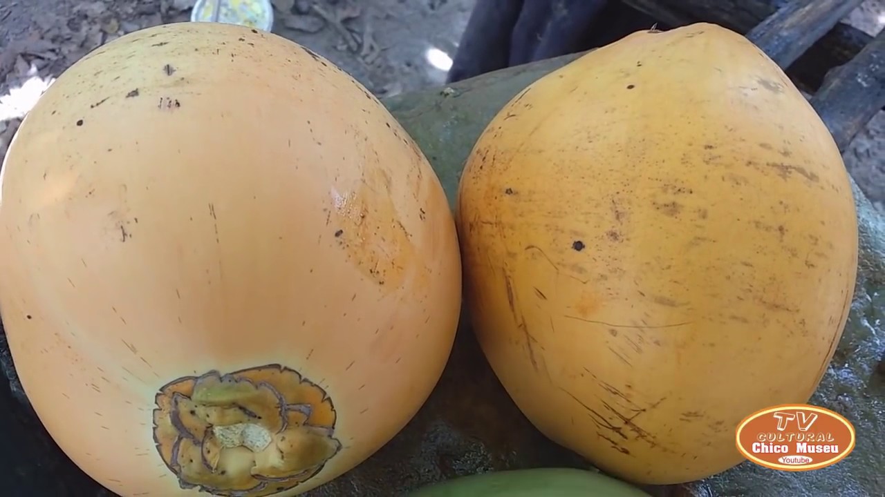 FUI TOMAR AGUA DE COCO AMARELO COM A DONA MARIA ORACIO